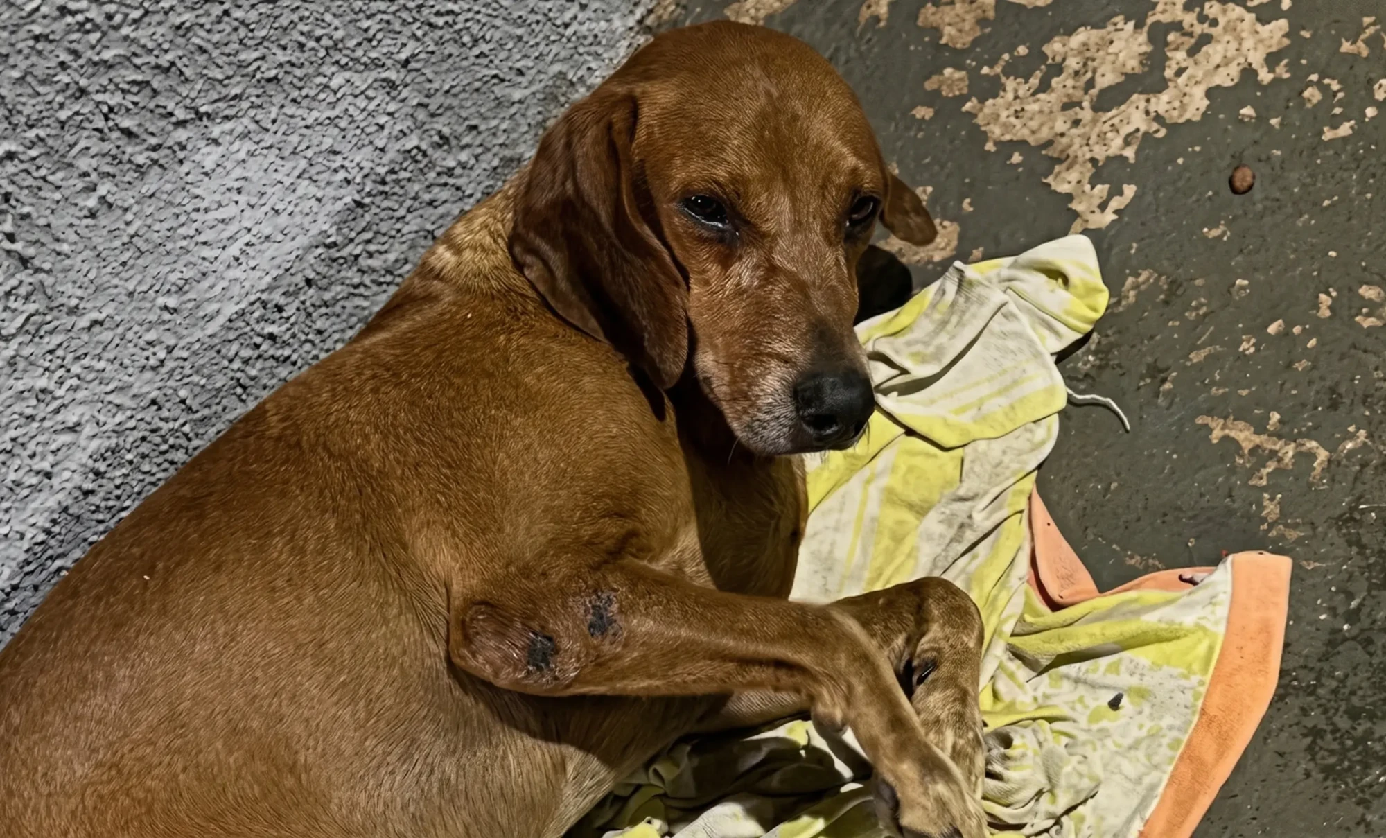 Caso Johnny: Manifestantes pedem justiça por cão comunitário vítima de maus-tratos em Goiânia