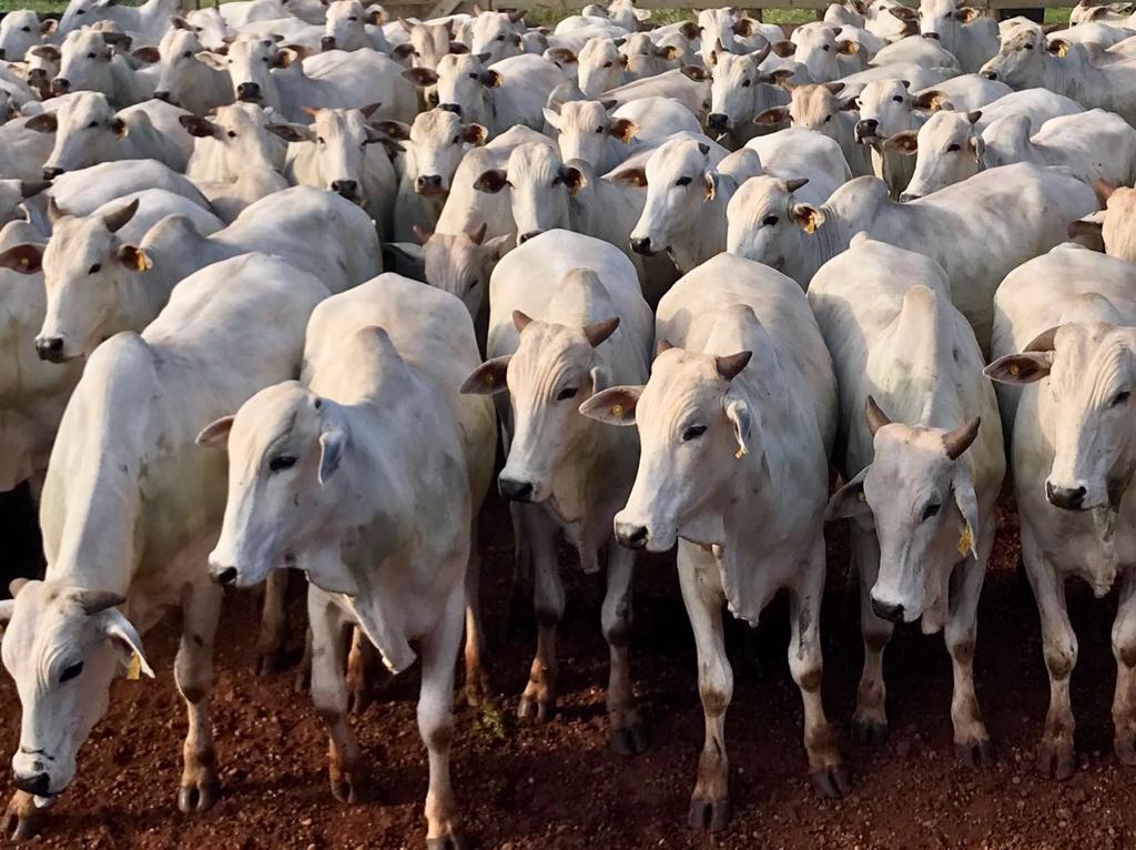 China avança sobre cota de carne bovina brasileira: exportadores brasileiros correm contra o relógio tarifário