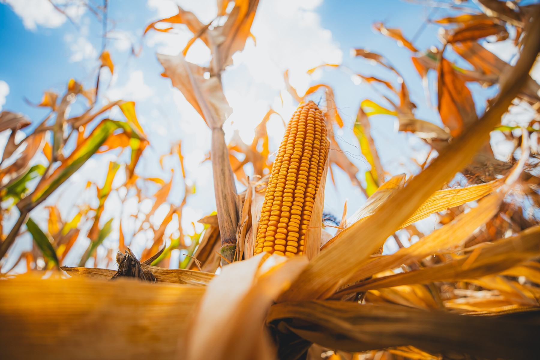 Getap Inverno: Número recorde de 900 inscrições reafirma milho como commodity estratégica no Brasil