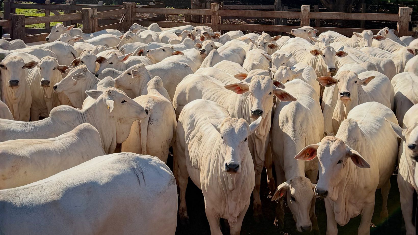 Mega Leilão 10.026: Cuiabá sedia maior evento de pecuária do mundo com 10 mil animais em 2026