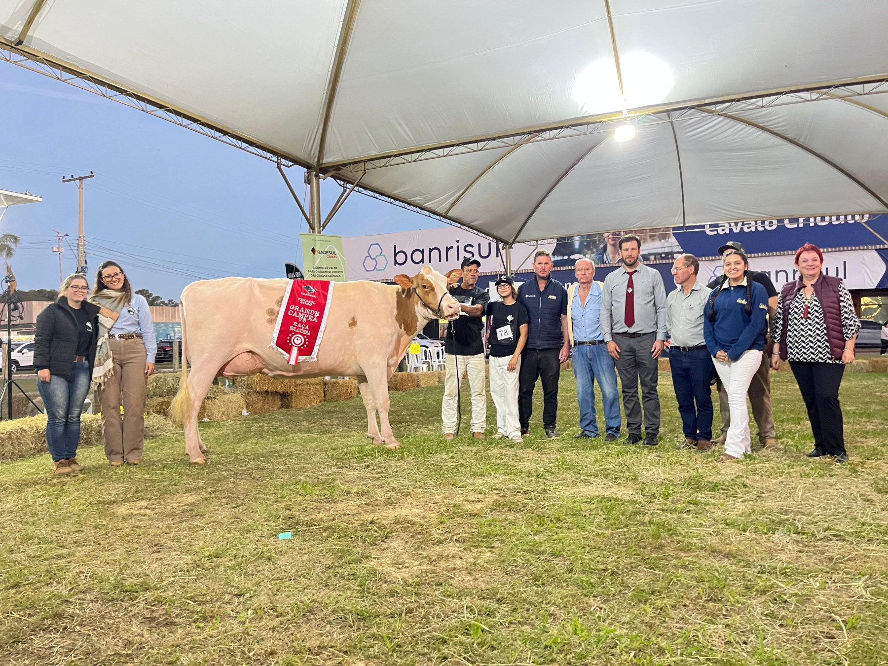 Fenasul Expoleite: Granja Letícia finca bandeira da excelência leiteira com Grande Campeã da Raça Holandesa
