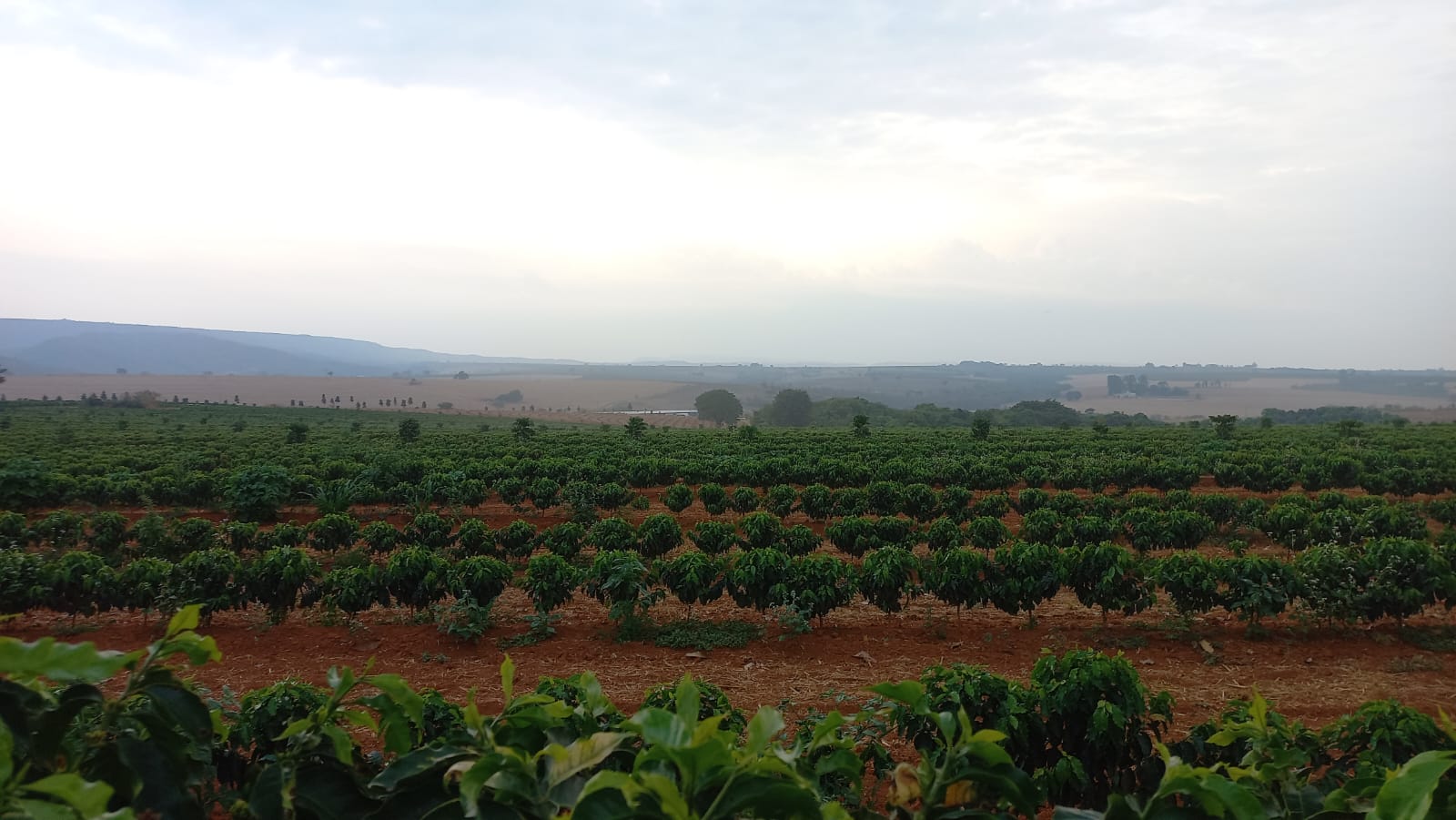 Chuvas na colheita do café: prejuízos na safra e incertezas para o mercado