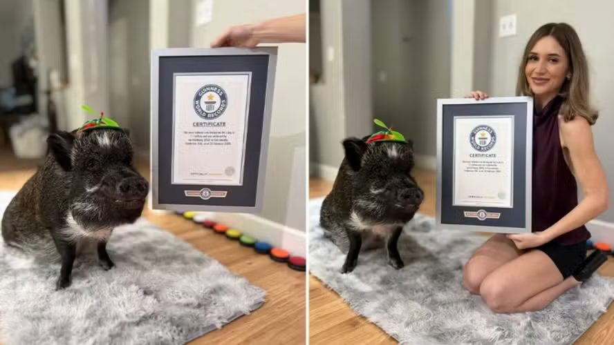 Porco influencer que ‘fala’ via botões desafia ciência e revoluciona bem-estar animal