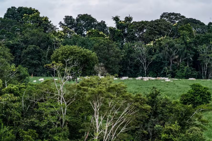 Cerrado em risco: 96% dos frigoríficos negligenciam desmatamento e expõem fragilidade regulatória