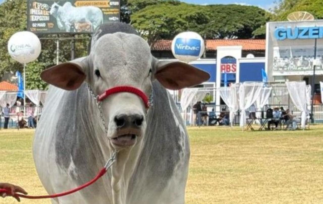 Maverick da Louz: o touro goiano que virou milionário e redefiniu a genética zebuína no Brasil