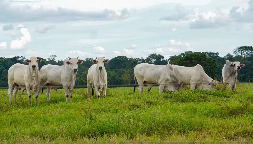 Brasil pede à UE prazo até 2029 para se adequar a regras europeias de antimicrobianos na carne bovina