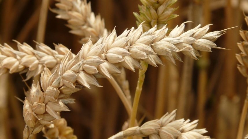 El Niño 2026: Embrapa alerta produtores do Sul sobre riscos climáticos e prejuízos na safra de inverno