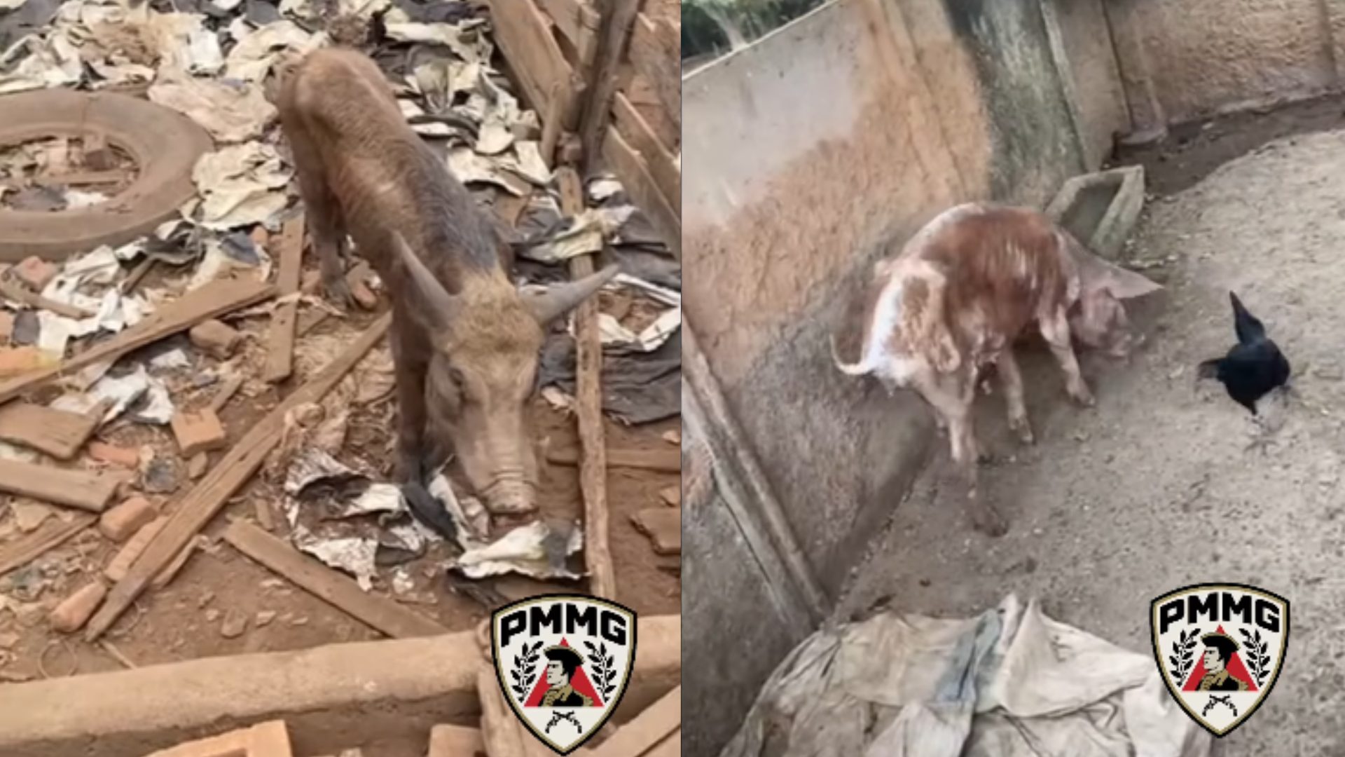 Dono de sítio em Tupaciguara é preso após suínos negligenciados invadir ruas e causar caos no Triângulo Mineiro