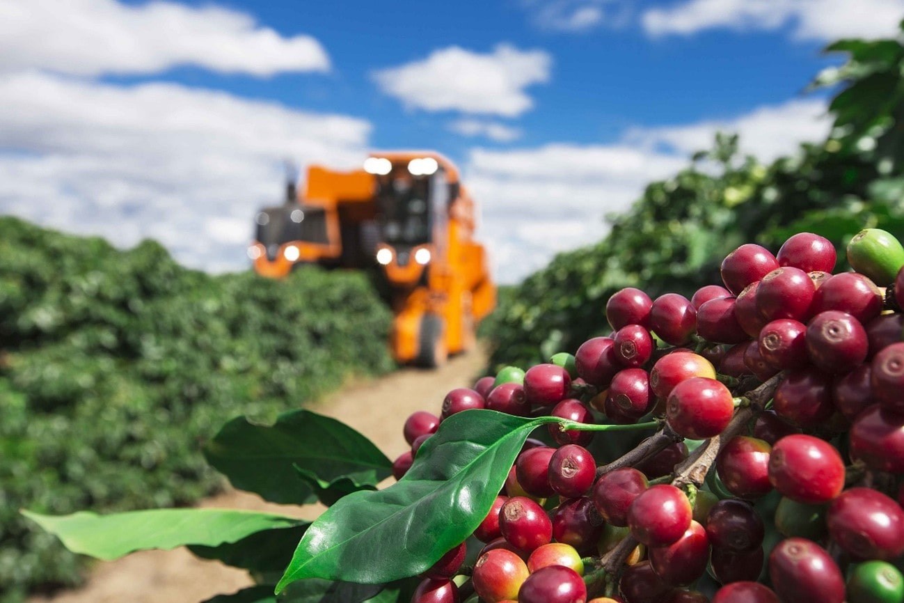 Brasil deve colher recorde de 66,7 milhões de sacas de café em 2026, aponta Conab