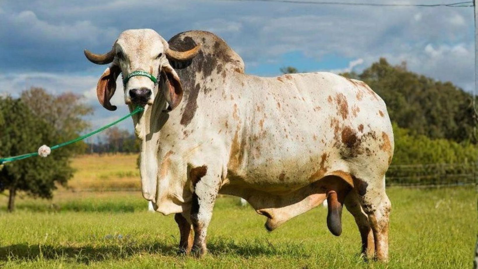 Fulminante FIV CAL: O legado de um titã que revolucionou a genética do Gir Leiteiro