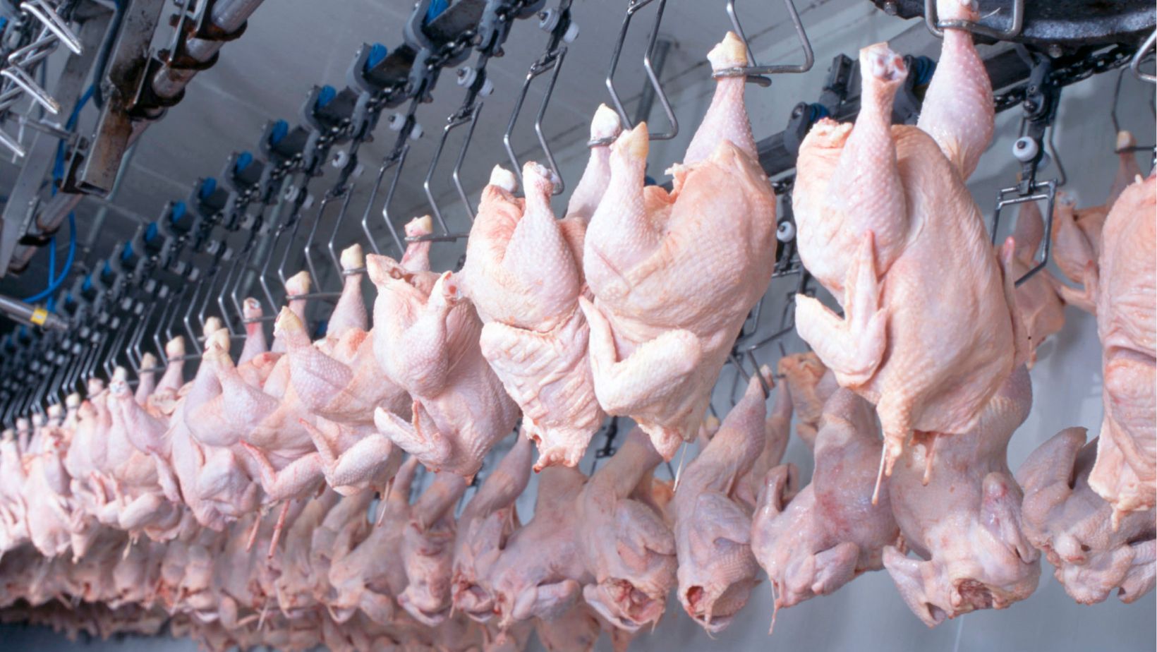 Frango perde fôlego: alta de preços derruba competitividade frente a suínos e bovinos