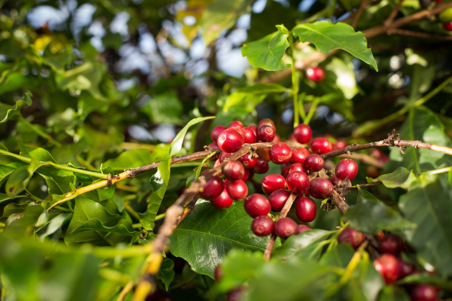 Funcafé direciona R$ 7,3 bilhões para a safra 2026/2027: recursos garantem fôlego ao setor cafeeiro diante de crises climáticas e de mercado