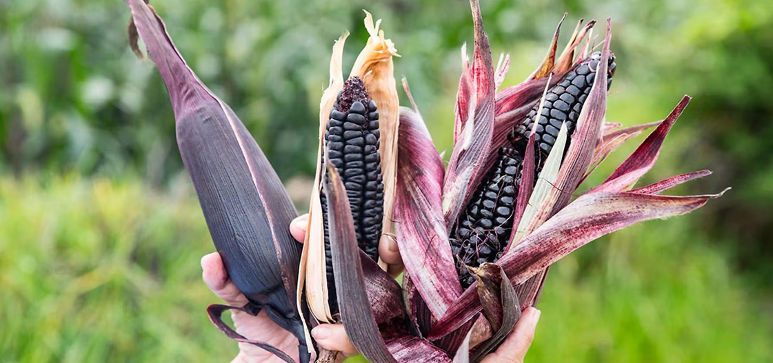 Milho roxo na Amazônia: como a agricultura familiar transformou um grão andino em negócio milionário com sabor da floresta
