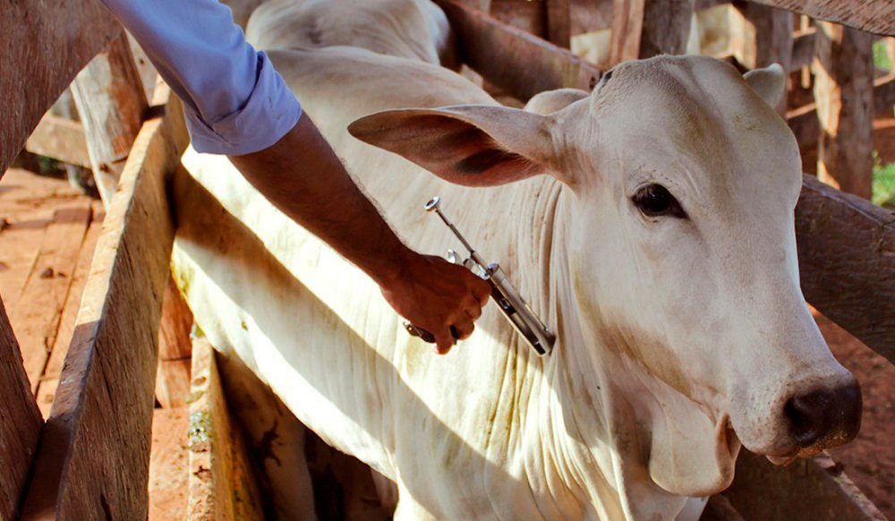 Ministério da Agricultura libera 12,3 milhões de doses de vacinas contra clostridioses para evitar prejuízos milionários na pecuária