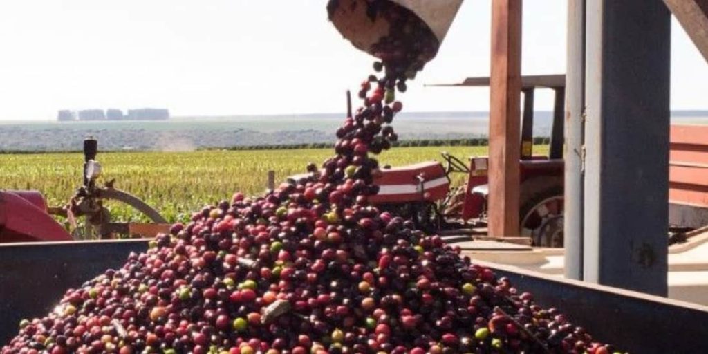 Colheita de café no Brasil começa lenta em 2026/27: entenda os motivos por trás do atraso recorde