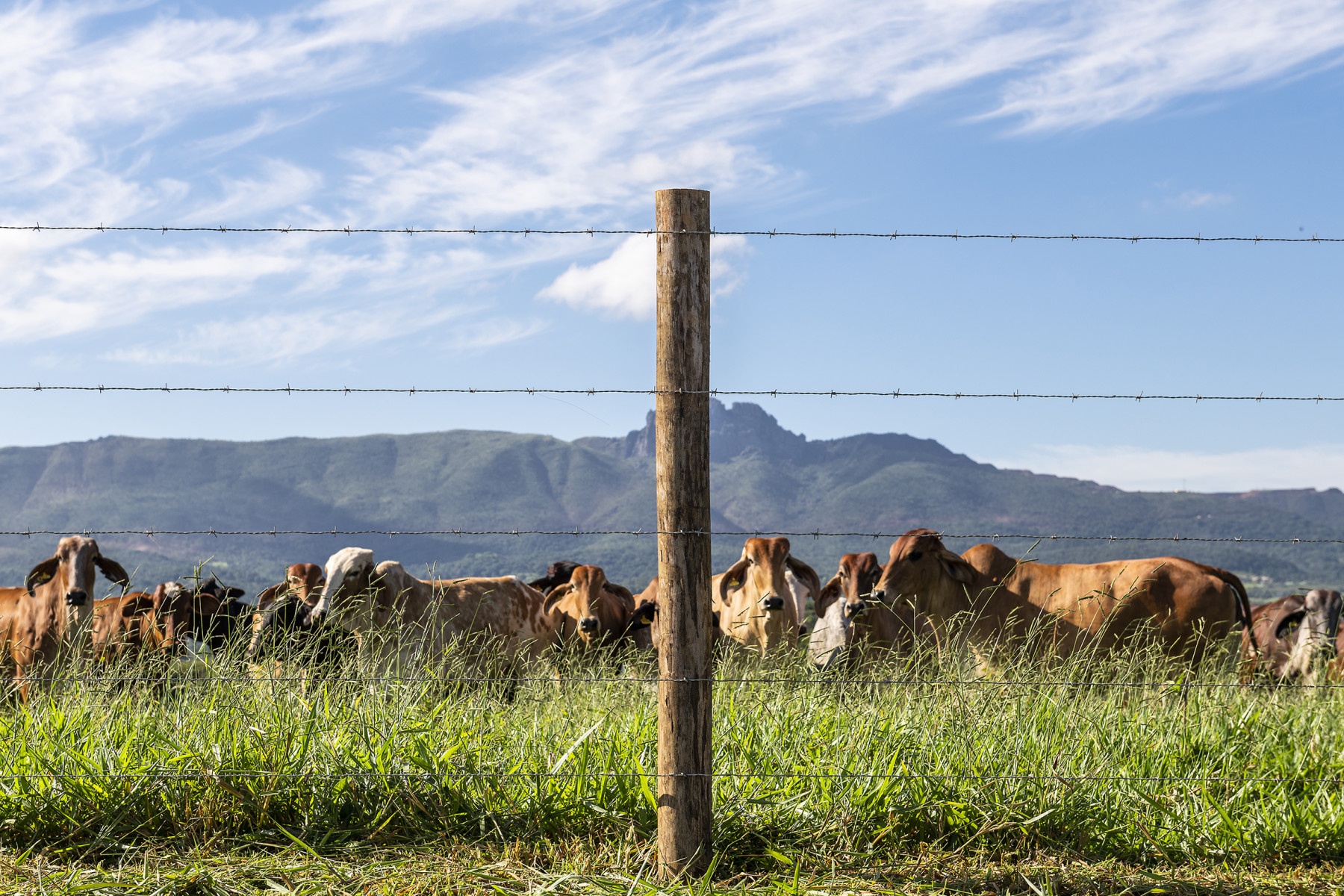 Cercas de alta performance: como a modernização do campo impulsiona a pecuária brasileira