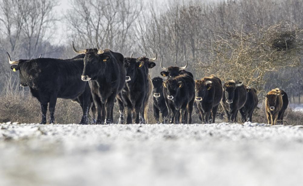 Cientistas europeus ressuscitam geneticamente o auroque, o gigante bovino extinto há 400 anos