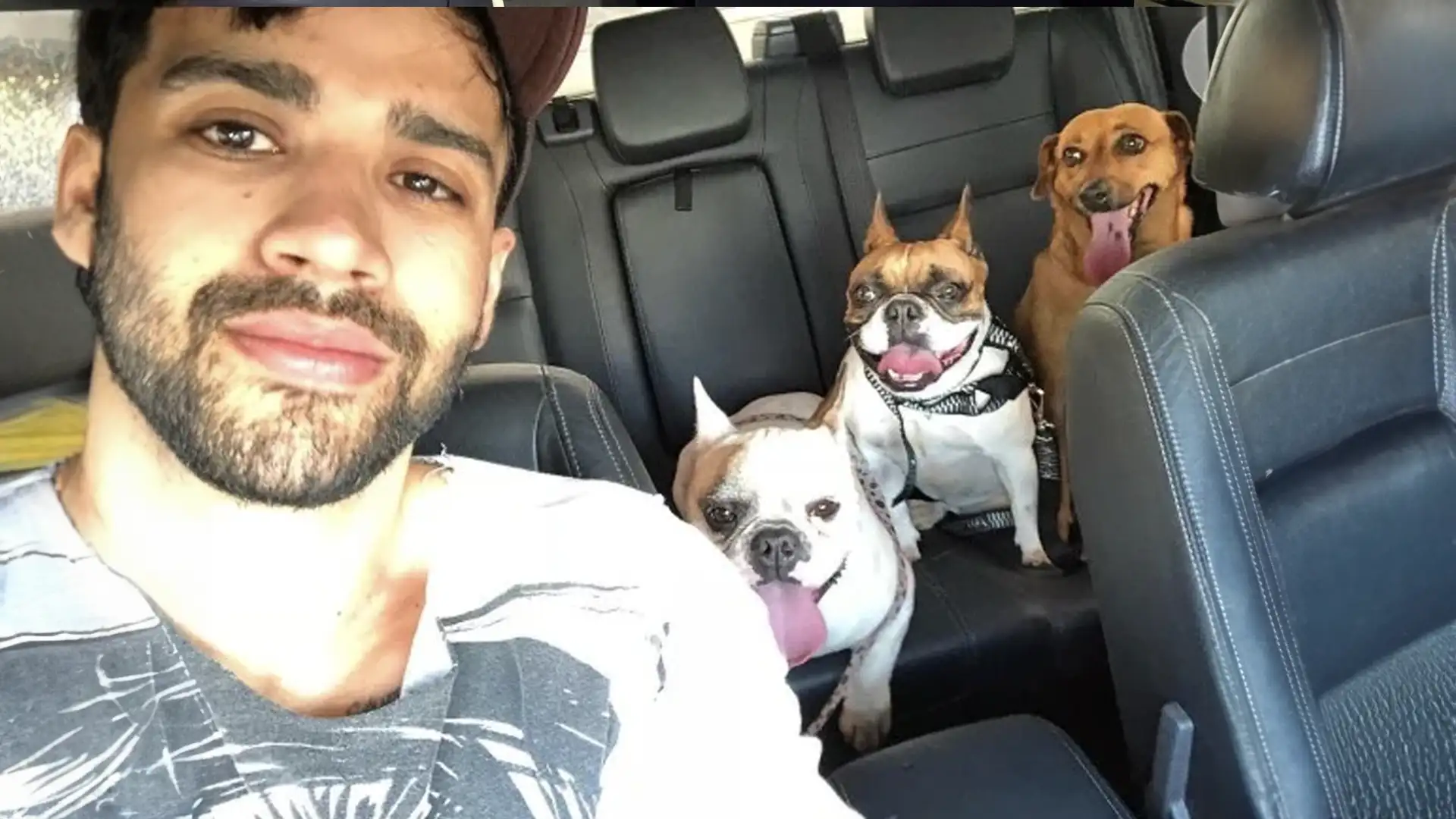Sertanejos e seus pets: Como cães e gatos viraram os verdadeiros influenciadores dos artistas