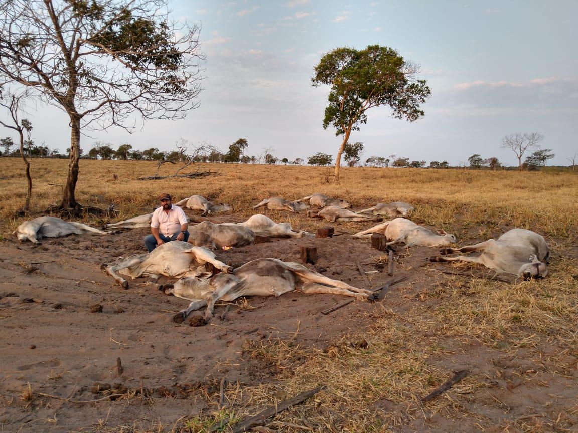 Frio histórico no MS: mais de 80 bovinos morrem e expõem fragilidades da pecuária no Centro-Oeste