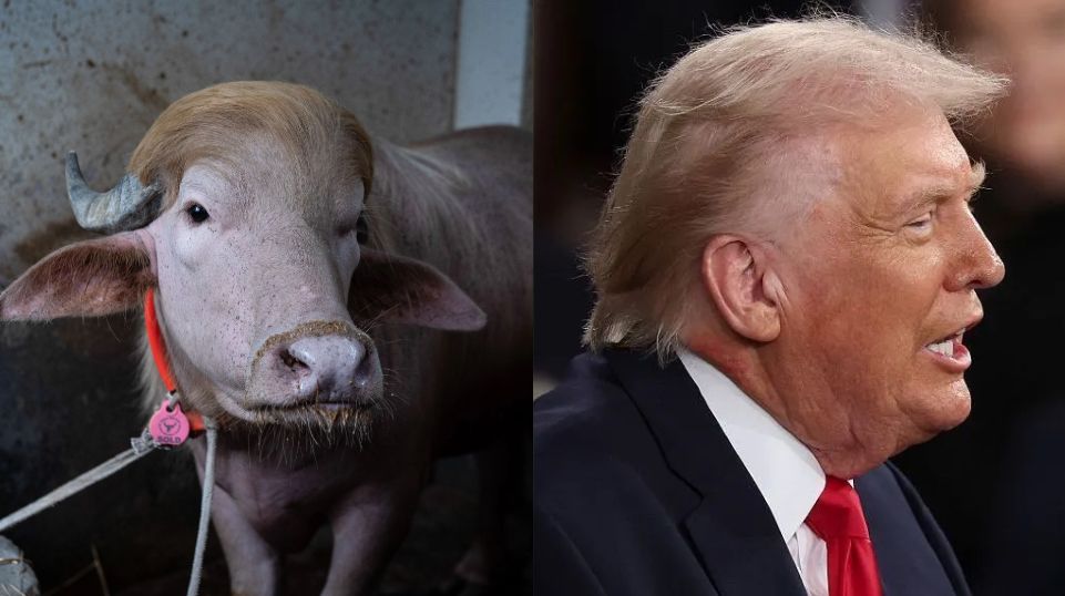 Búfalo albino ‘Trump’ vira fenômeno viral em Bangladesh e foge do abate ritual