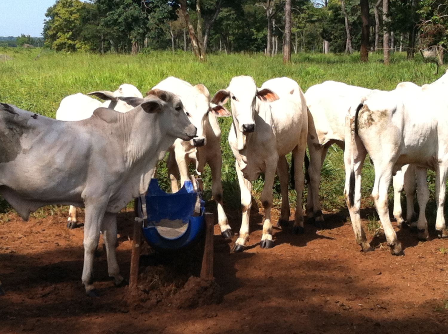 Falta de sal mineral no Brasil em 2026: Famato alerta para risco de desabastecimento que pode paralisar a pecuária nacional