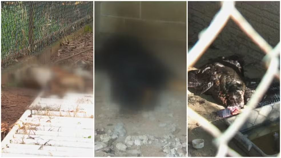 Polícia Ambiental flagra massacre de animais em Ibaté: 130 mortos e multa milionária