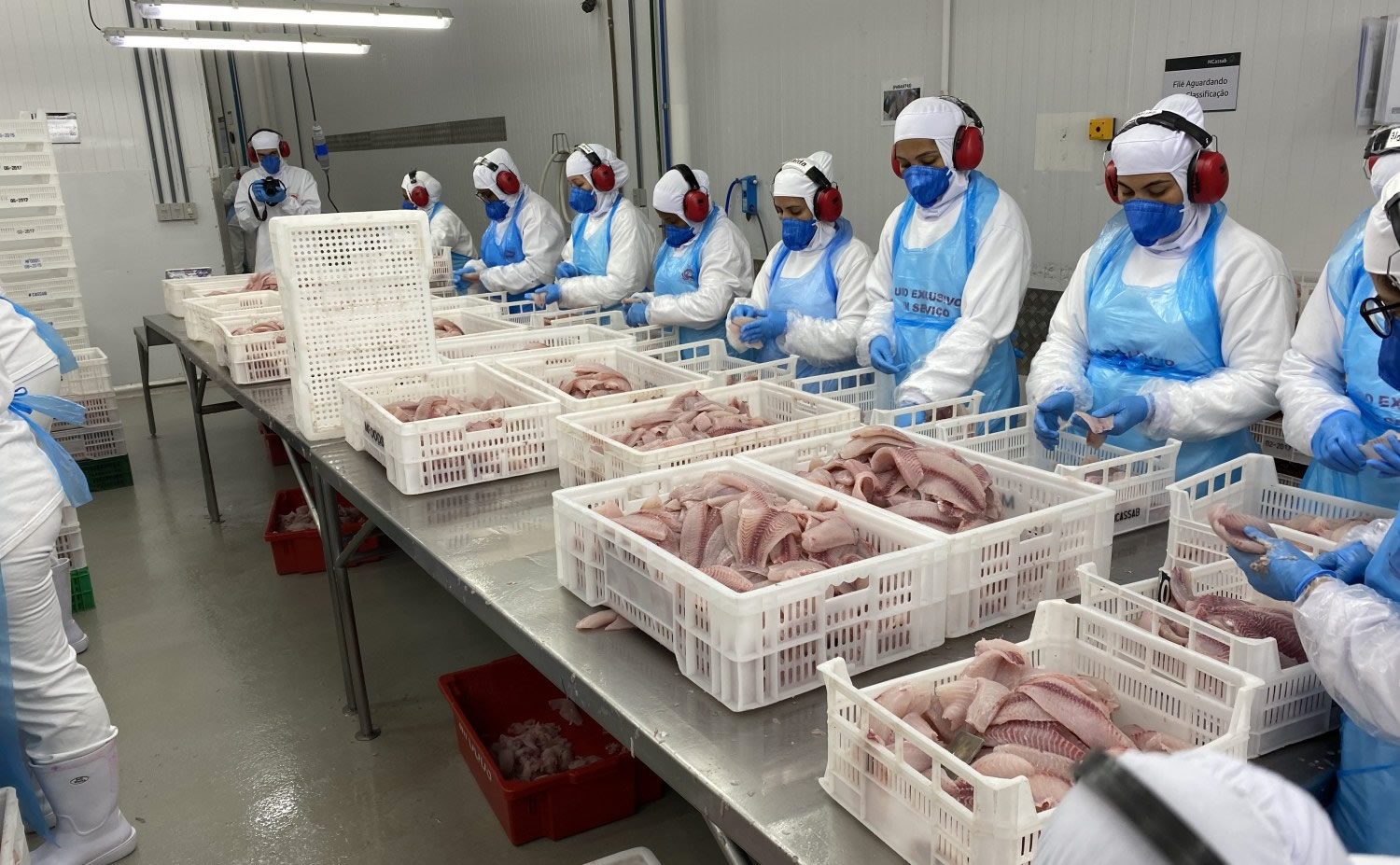 Tarifa dos EUA sobre tilápia brasileira: exportadores sofrem, mas consumidores podem pagar menos