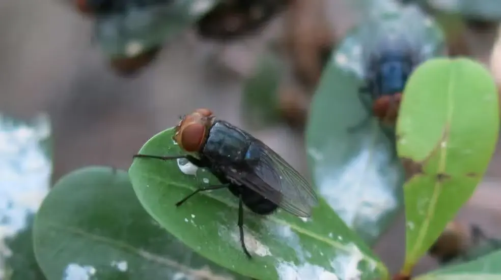 USDA decreta emergência sanitária: mosca-da-bicheira avança no Texas e ameaça pecuária e animais domésticos