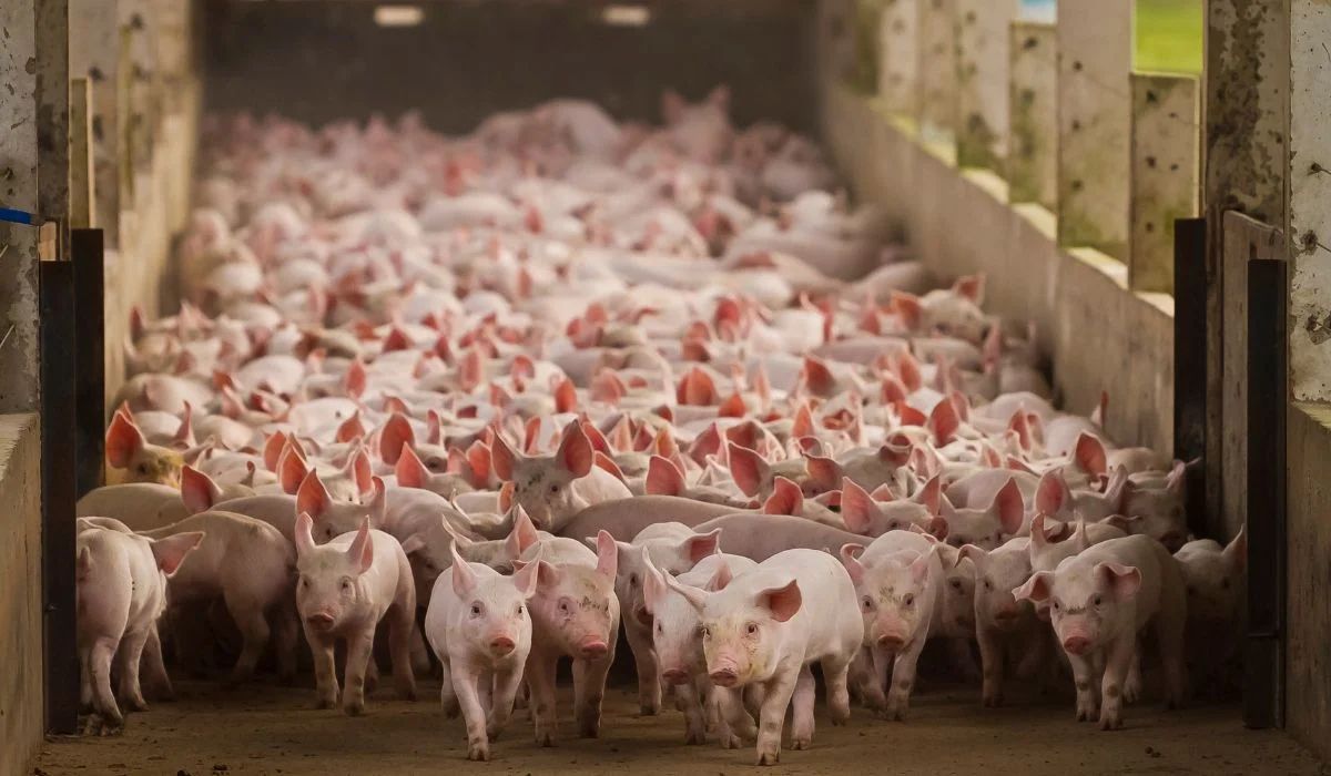 Espanhol Costa Food Group investe R$ 1,65 bilhão no Paraguai para produzir 1 milhão de suínos por ano