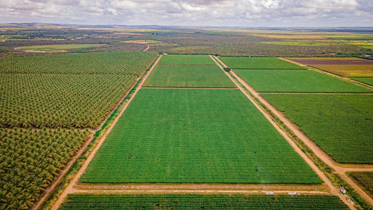 Leilões de terras rurais batem recorde: dívidas agrícolas explodem com crise climática e juros altos