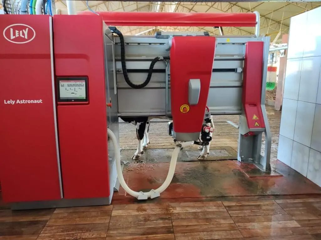 Robôs no curral: como a ordenha automatizada redefine a pecuária leiteira no Sul do Brasil