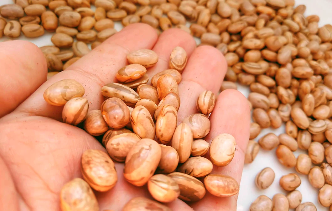 Feijão-carioca: a mutação que transformou o agronegócio brasileiro e virou símbolo nacional