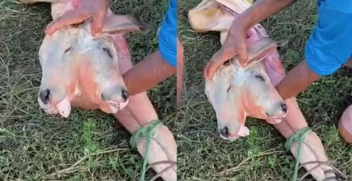 Bezerro com duas cabeças: malformação rara intriga pecuaristas no Maranhão e exige parto de risco