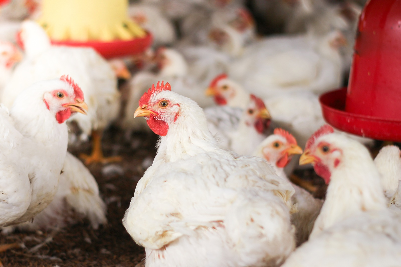 Bi-quelato de zinco na ração de frangos reduz condenações de carcaça e eleva lucro do produtor, aponta estudo com 8 milhões de aves
