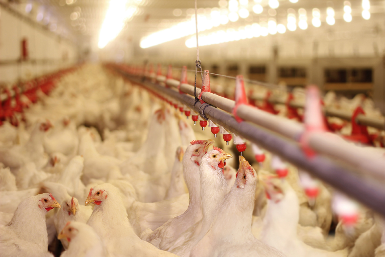 Avicultor paulista mantém ganho real pelo 3º mês consecutivo: preço do frango sobe e insumos caem