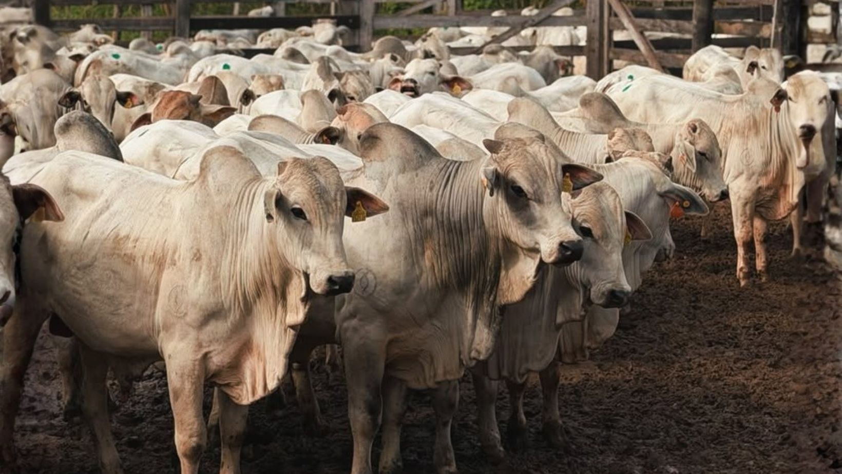 Arroba do boi gordo em queda: por que o segundo semestre de 2026 começa com pressão no mercado?