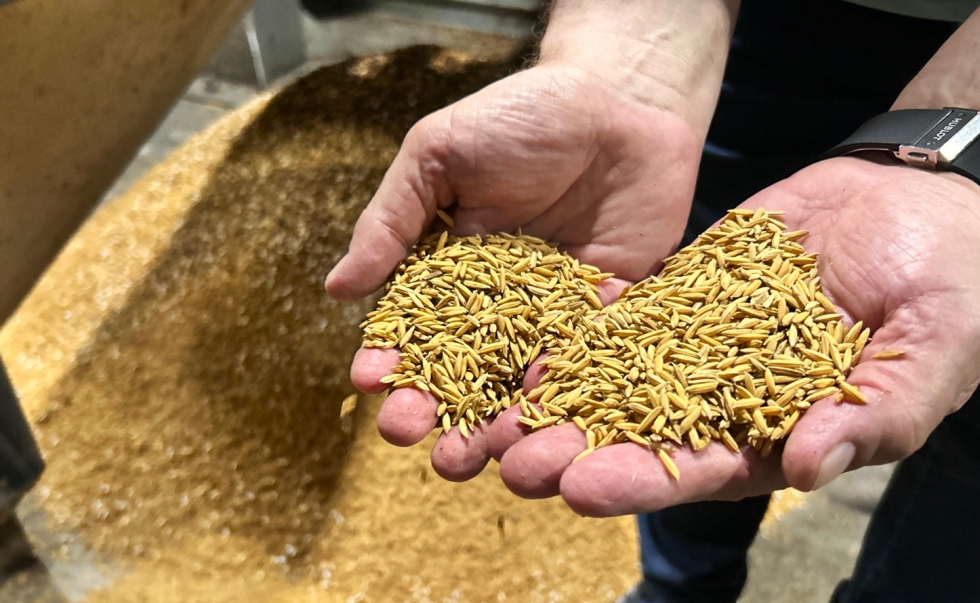 Arroz: preços seguem abaixo da rentabilidade, mesmo com demanda aquecida