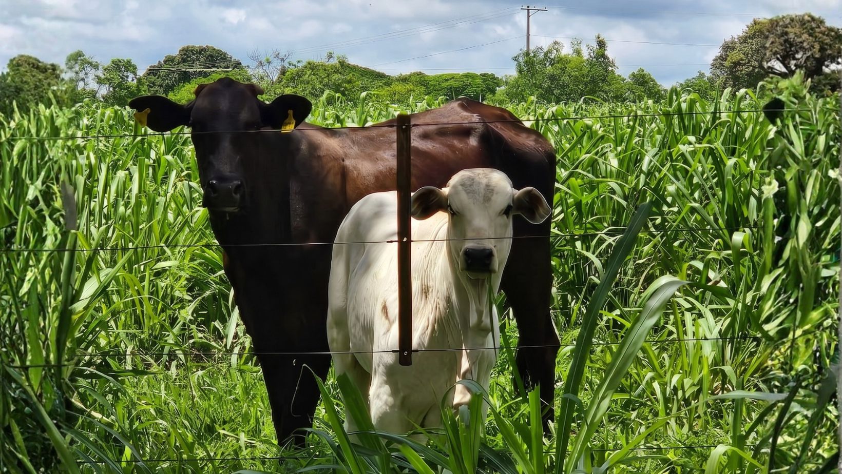 Brasil mira qualidade premium: tecnologias na pecuária podem dobrar valor da carne até 2030