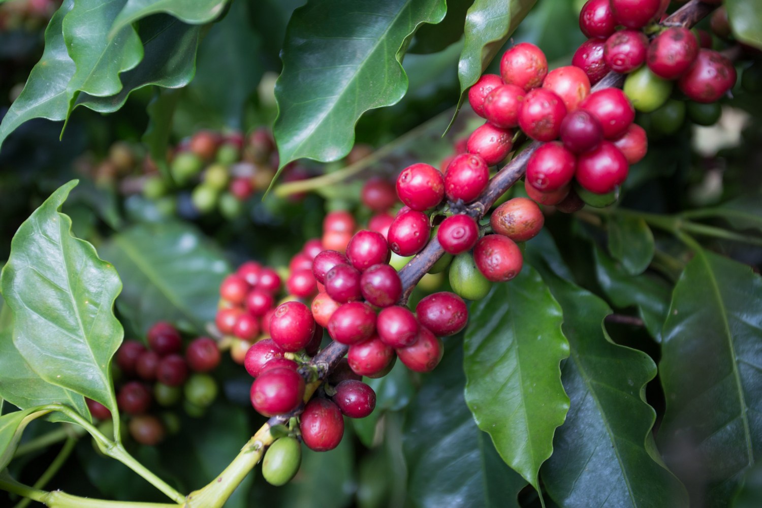 Plano Safra 2026/2027: Funcafé garante juros atrativos de 13% para cafeicultura com R$ 525,1 bilhões em crédito