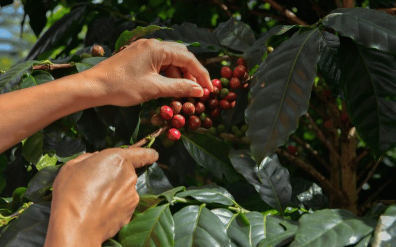 Colheita de café segue abaixo da média em julho de 2026: atrasos e El Niño ameaçam safra