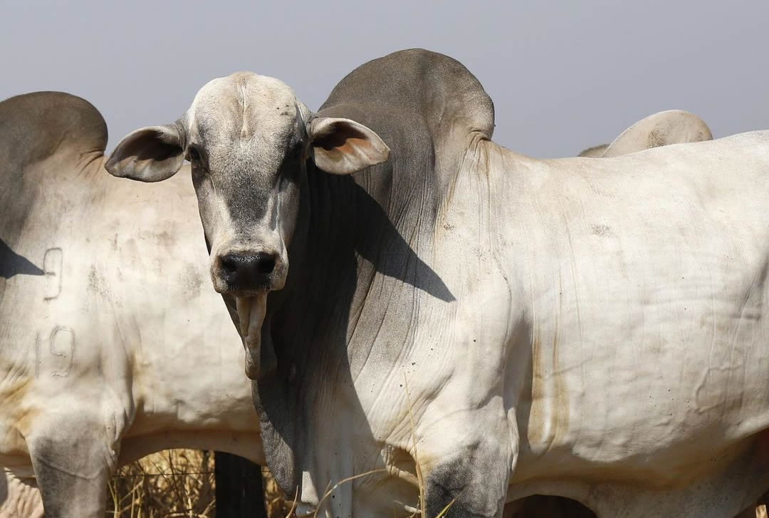 Boi gordo em queda livre: pecuaristas resistem, frigoríficos apertam e China afrouxa a corda no mercado