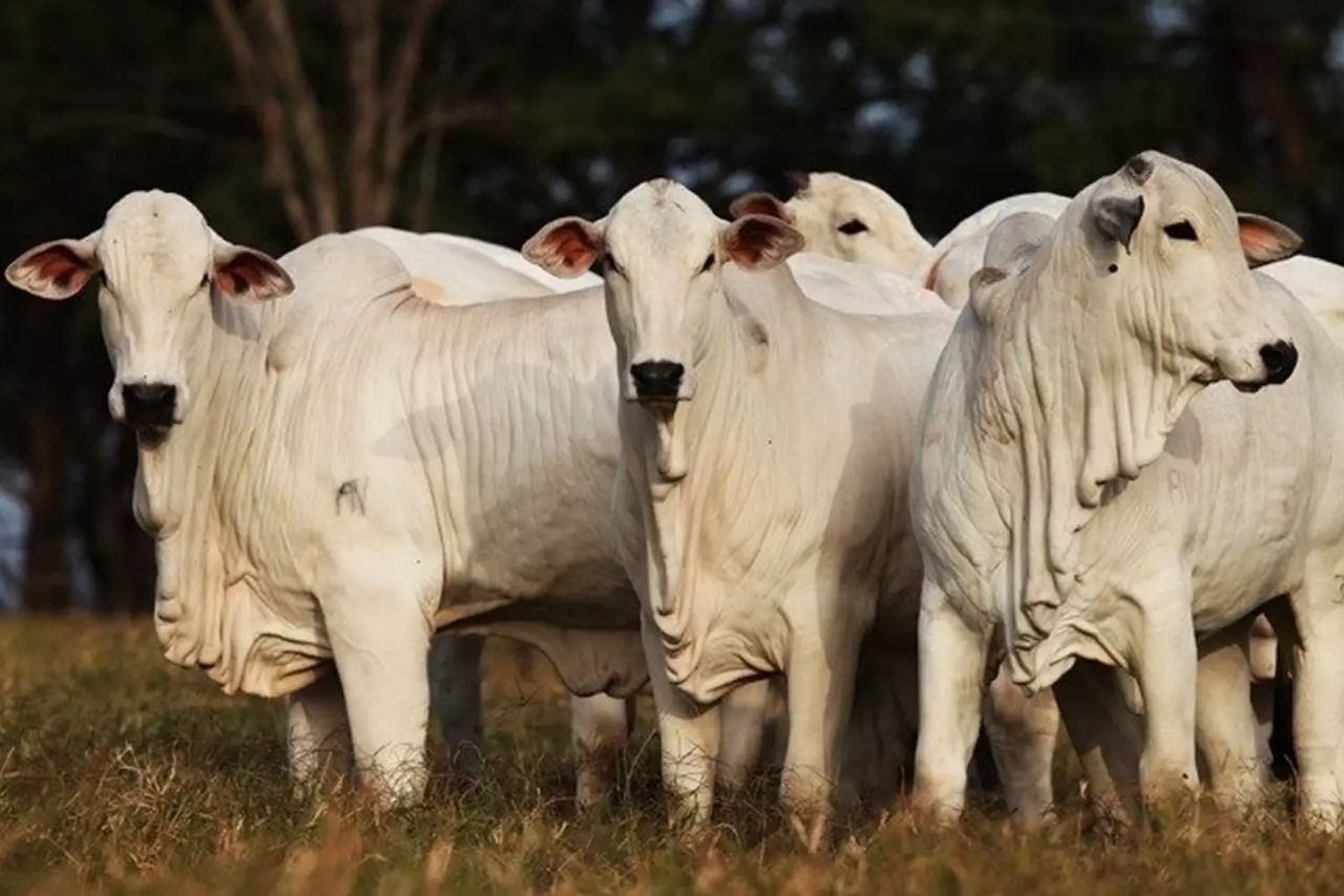 Boi gordo trava a R$ 315/@: frigoríficos e pecuaristas entram em guerra de preços sem saída à vista