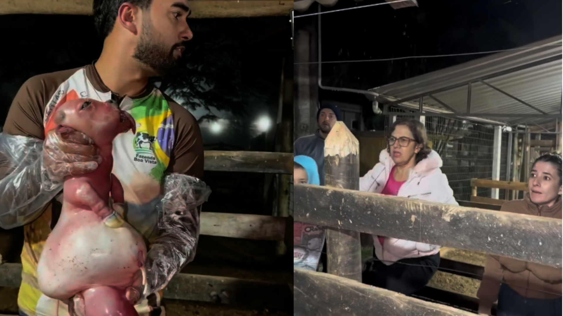 Mini vaca de Goiás dá à luz bezerro com deformidades graves e choque entre produtores rurais