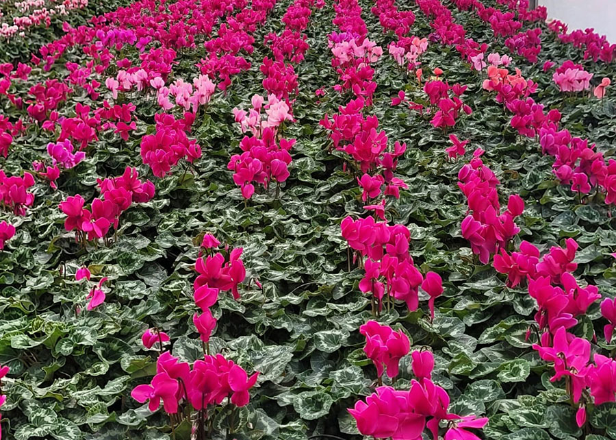 Cientistas brasileiros desenvolvem solução inovadora contra doença que ameaça cíclames, plantas ornamentais que movem R$ 500 mi por ano na América do Sul