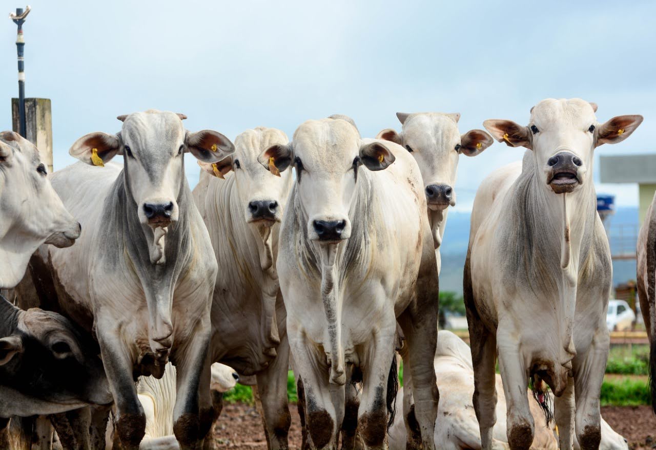 Arroba do boi gordo dispara em Goiás e Mato Grosso graças à seca, mas China ainda trava o mercado