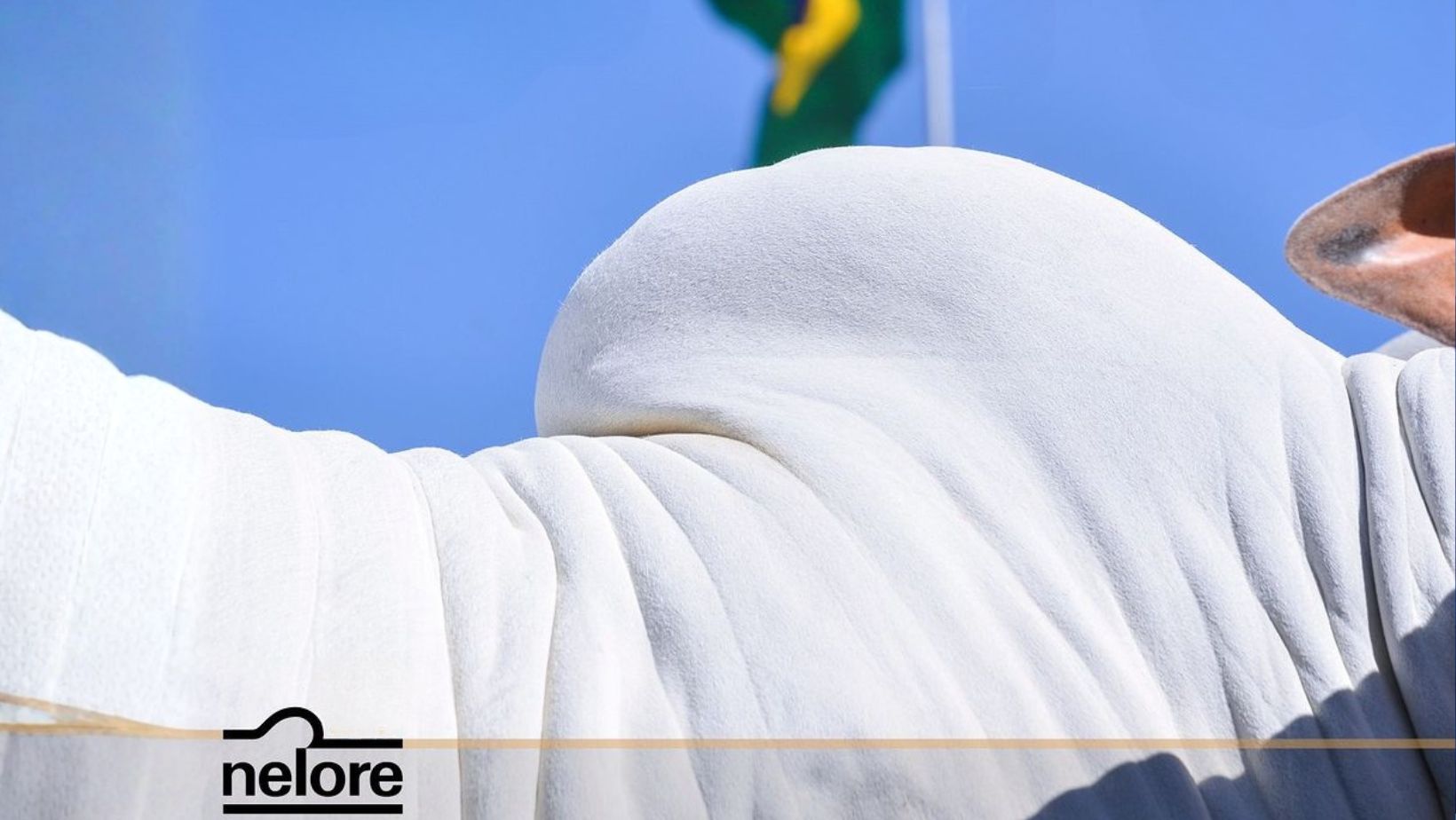 ACNB acusa criador de ‘informações parciais e inverídicas’ após denúncias sobre Ranking Nacional de Nelore