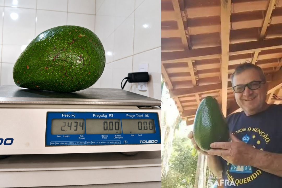 Abacate de 2,4 kg colhido em Domingos Martins quase bate recorde mundial no Espírito Santo