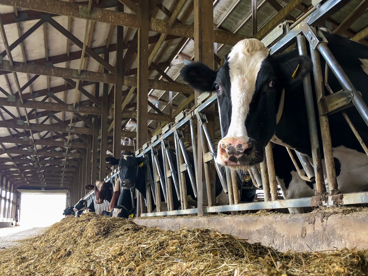 Compost barn: sistema de confinamento leiteiro revoluciona consumo de água no campo