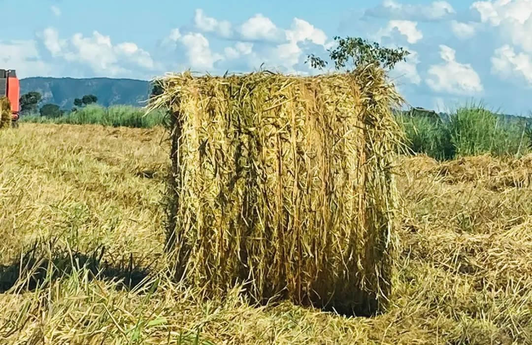 Feno próprio: pecuaristas reduzem custos e criam nova renda com autonomia alimentar