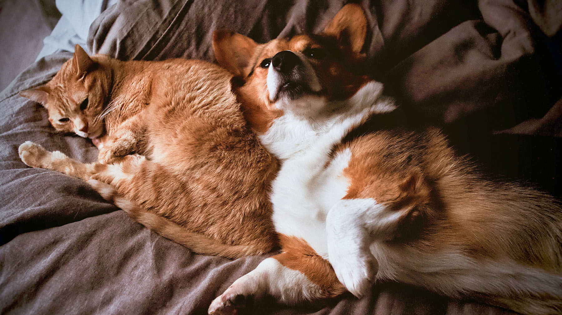 Saúde dos pets: a ciência por trás de uma alimentação que faz a diferença